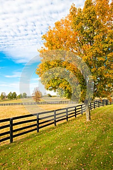Beautiful autumn country landscape with colorful tree and pastures of horse farm photo