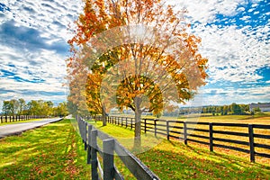 Beautiful autumn country landscape with road, colorful tree and pastures of horse farm