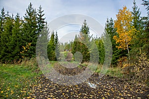 Beautiful autumn country landscape view. Gorgeous nature backgrounds. Green yellow trees and off-road