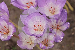 Beautiful autumn crocus flowers growing outdoors, closeup