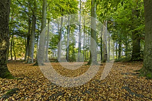 Beautiful autumn day in the forest with many dry leaves on the ground