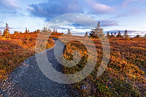 Beautiful autumn evening on the fell in Lapland,  Riisitunturi