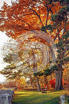 Beautiful autumn fall forest surreal colors of fantasy landscape with trees branches and red yellow leaves on the ground park