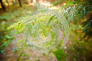 Beautiful autumn fem detail