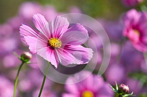 Beautiful autumn flower