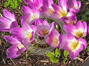 Beautiful autumn flowers blooming pink large Colchicum outdoor rustic garden