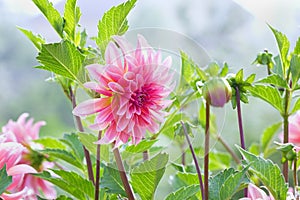 Beautiful autumn flowers dahlia