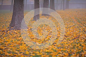 Beautiful autumn foliage and fog