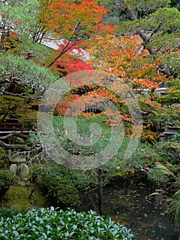 Beautiful autumn foliage of maple leaves in Kyoto