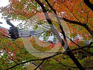 Beautiful autumn foliage of maple leaves in Kyoto