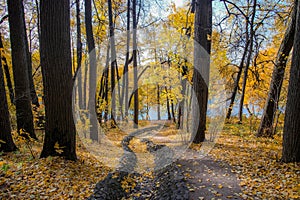 A beautiful autumn forest bathed in sun rays.