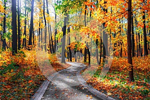 A beautiful autumn forest bathed in sun rays.