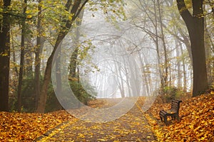 Beautiful autumn forest or city park landscape and fog