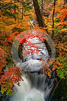 Beautiful autumn forest with the colorful foliage