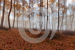 Beautiful autumn forest covered in fog with trees dressed in gorgeous golden foliage