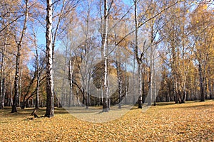 Beautiful autumn forest. Fall scene. Beautiful Autumnal park.Birch grove.