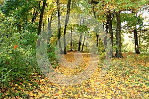 Beautiful autumn forest. Fall scene. Beautiful Autumnal park. Greenwood.