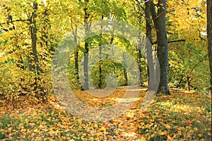 Beautiful autumn forest. Fall scene. Beautiful Autumnal park. Greenwood.