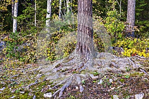 Beautiful autumn forest landscape featuring large, old tree with its roots exposed on surface.