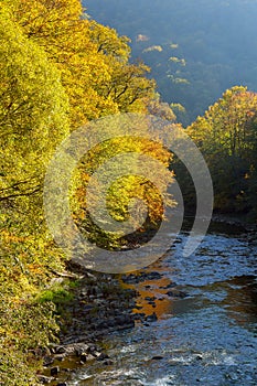 Beautiful autumn forest landscape near lake and idyllic trees reflection.