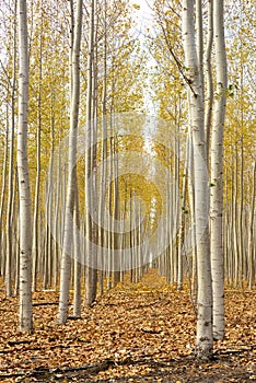 Beautiful Autumn forest with leaves on the floor