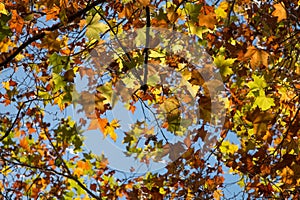 Beautiful autumn forest in Monchique region, Portugal