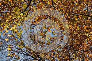 Beautiful autumn forest in Monchique region, Portugal