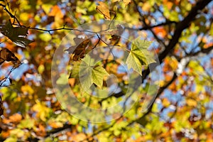 Beautiful autumn forest in Monchique region, Portugal