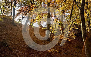 Beautiful autumn forest in mountains of Crimea. A leaffall in the woods