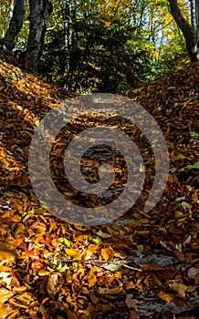 Beautiful autumn forest in mountains of Crimea. A leaffall in the woods