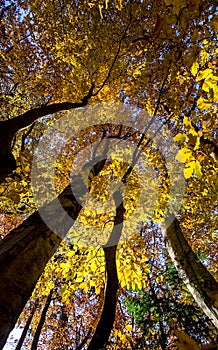 Beautiful autumn forest in mountains of Crimea. A leaffall in the woods