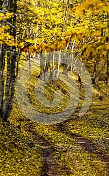 Beautiful autumn forest in mountains of Crimea. A leaffall in the woods