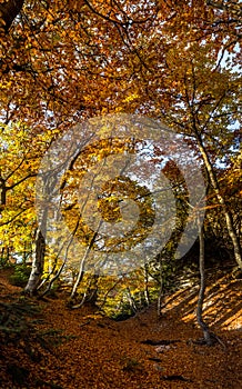 Beautiful autumn forest in mountains of Crimea. A leaffall in the woods