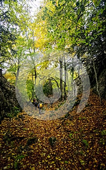 Beautiful autumn forest in mountains of Crimea. A leaffall in the woods