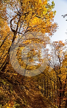 Beautiful autumn forest in mountains of Crimea. A leaffall in the woods