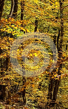 Beautiful autumn forest in mountains of Crimea. A leaffall in the woods