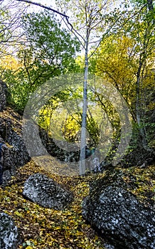 Beautiful autumn forest in mountains of Crimea. A leaffall in the woods