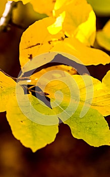 Beautiful autumn forest in mountains of Crimea. A leaffall in the woods