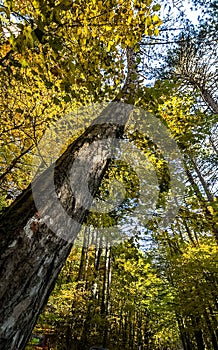 Beautiful autumn forest in mountains of Crimea. A leaffall in the woods