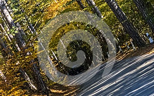 Beautiful autumn forest in mountains of Crimea. A leaffall in the woods