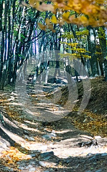 Beautiful autumn forest in mountains of Crimea. A leaffall in the woods