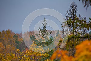 Beautiful autumn forest in Northern Europe. Fall landscape with trees.