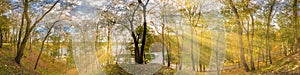 Beautiful autumn forest or park hdri panorama with bright sun shining through the trees. scenic landscape with pleasant warm