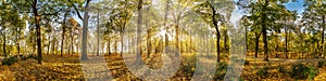 Beautiful autumn forest or park hdri panorama with bright sun shining through the trees. scenic landscape with pleasant warm