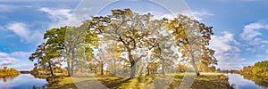 Beautiful autumn forest or park of oak grove with clumsy branches near river in gold autumn. hdri panorama with bright sun shining