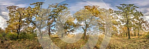 Beautiful autumn forest or park of oak grove with clumsy branches near river in gold autumn. hdri panorama with bright sun shining