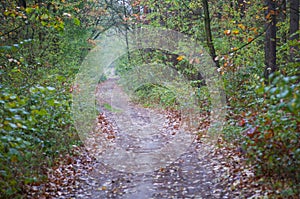 Beautiful autumn forest path, trail, track