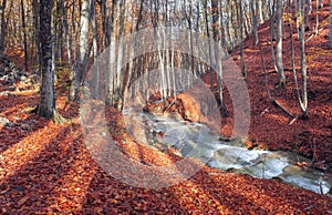 Beautiful autumn forest with river in crimean mountains at sunse