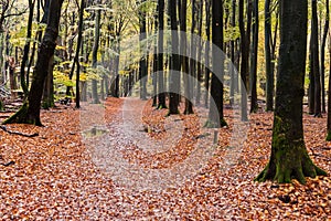 Beautiful autumn forest road in Speulderbos Netherlands, at suns