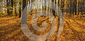 Beautiful autumn forest with shadows from trees. Panoramic photo of a warm autumn day in the forest.